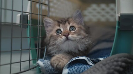 Cute Siberian Cat Breed Kitten Sitting in His Cage Closeup