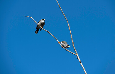 Australian Noisy Miner (Manorina melanocephala)