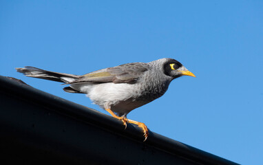 Australian Noisy Miner (Manorina melanocephala)