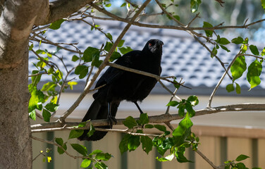 White-winged chough (Corcorax melanorhamphos)