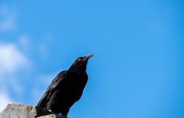 White-winged chough (Corcorax melanorhamphos)