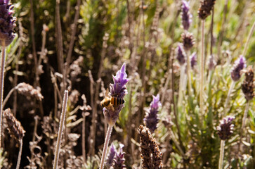 Bee pollinating a lavender plantation in Capivari Park, in Campos do Jordão, São Paulo, Brazil.