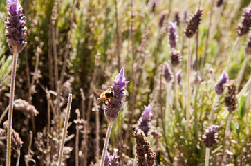 Bee pollinating a lavender plantation in Capivari Park, in Campos do Jordão, São Paulo, Brazil.