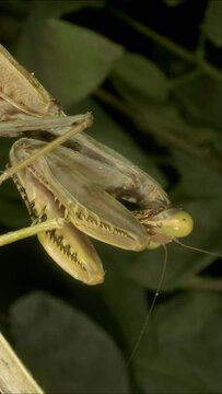 VERTICAL VIDEO: Close-up of large green praying mantis sitting on branch. Extreme close up
