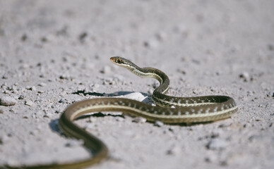 Obraz na płótnie Canvas Garter Snake on the road