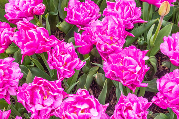 Fototapeta premium Pink Flowers