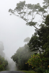 Fototapeta na wymiar foggy rainforest 