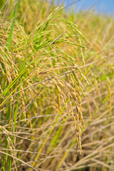 field wheat background , landscape
