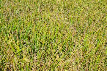 field wheat background , landscape

