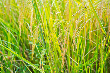 field wheat background , landscape
