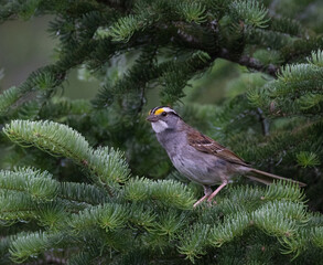 A White -throated Sparrow (Zonotrichia albicollis)  in a fir tree in Algonquin Park in summer