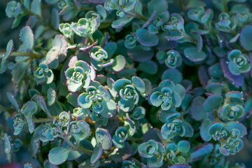 groundcover flower. Sedum eversa Ewersii.Succulents and sedums macro .Beautiful nature background in green and blue shades