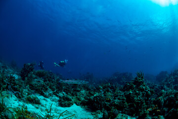 Plakat scuba diver and coral reef