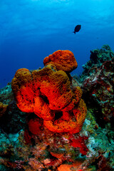 Elephant ear sponges on the reef 