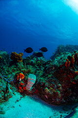 coral reef with blue tang fish 