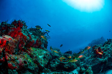Fototapeta na wymiar Tropical fish on the reef