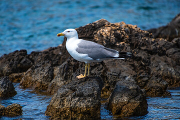 Close up view of a flying seagull standing on a rocky seaside area in Alonissos island, Greece
