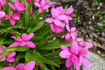 Rhodohypoxis is a small genus of tuberous flowering plants in the family Hypoxidaceae, native to southern Africa (South Africa, Lesotho, Swaziland). - obrazy, fototapety, plakaty