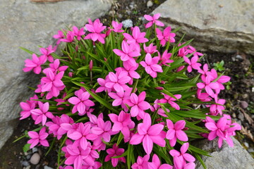 Fototapeta na wymiar Rhodohypoxis are small, clump-forming, bulbous perennials. They bear single, star-shaped flowers in white, pink, red or purple color.