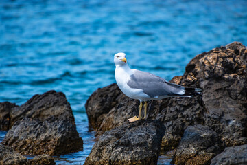 Close up view of a flying seagull standing on a rocky seaside area in Alonissos island, Greece