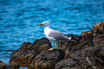 Close up view of a flying seagull standing on a rocky seaside area in Alonissos island, Greece
