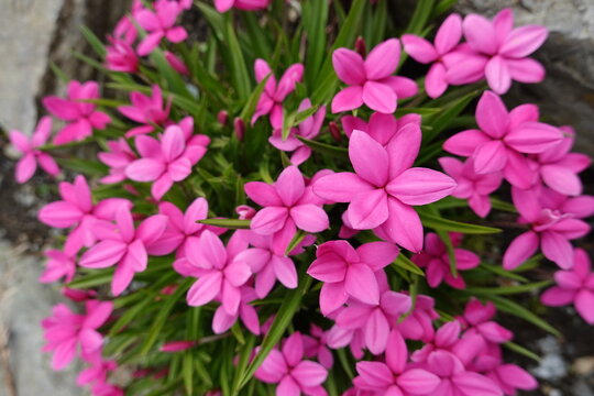 Rhodohypoxis plants bloom from spring to the start of summer. When they carry multitudes of flat pink, red, or white flowers.