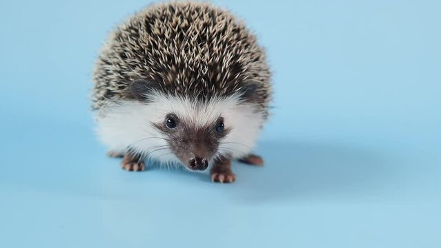 Hedgehog emotions.prickly pet. African pygmy hedgehog. 4k footage