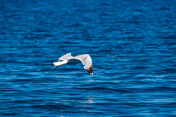 Close up view of a flying seagull flying over a rocky seaside area in Alonissos, Greece