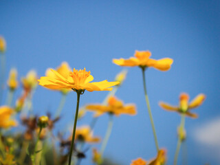 Fototapeta premium yellow cosmos in the flower garden