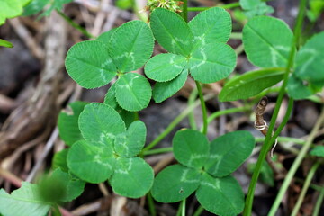 幸運の四つ葉と五つ葉のクローバー