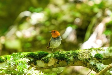 木漏れ日浴びながら苔むした倒木の上でくつろぐコマドリ成鳥 オス