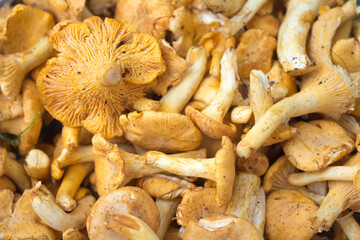 a lot of yellow forest mushrooms © Paulina
