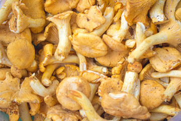 a lot of yellow forest mushrooms © Paulina