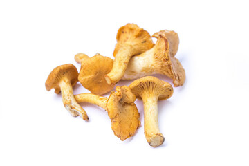 several yellow forest mushrooms on a white background