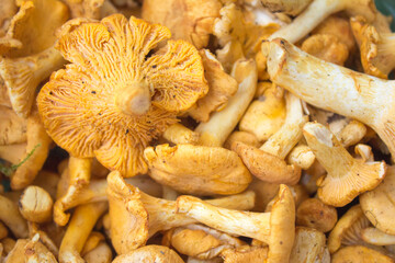 a lot of yellow forest mushrooms © Paulina