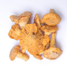 several yellow forest mushrooms on a white background