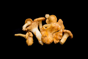several yellow forest mushrooms on a black background