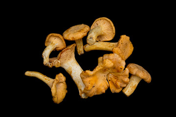 several yellow forest mushrooms on a black background