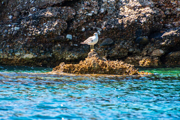 Close up view of a flying seagull standing on a rocky seaside area in Alonissos island, Greece