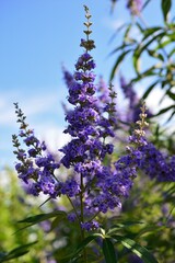 セイヨウニンジンボク（西洋人参木）