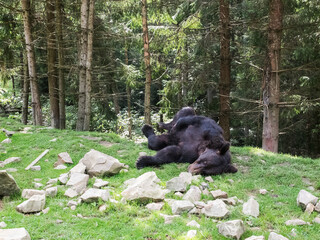 big brown bear close up