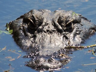 American Alligator Head Peaking Out of a Florida Lake in the Wild Closeup