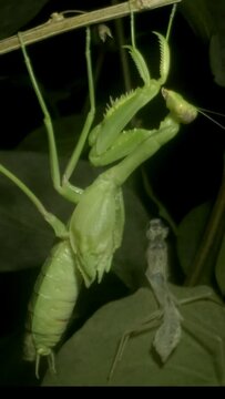 VERTICAL VIDEO: Green Praying mantis after radical final moult, metamorphosed from an Nymph form (immature form) to adult, and sits next to old discarded skin. Close-up of mantis insect