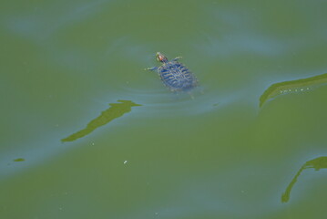 TORTUGA