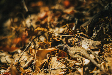 lizard on the ground