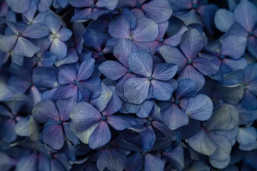 Foto op Plexiglas close up of a hydrangea © osamu sakairi