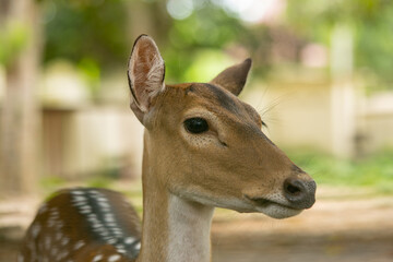 Cute deer fawn. Doe head
