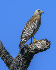 Red-tailed Hawk Perched On A Dead Tree Branch