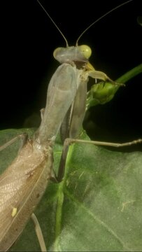 VERTICAL VIDEO: Close-up of large green praying mantis cleaning its hind legs. Extreme close up