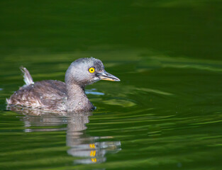 Least Grebe in a pond in Guatemala